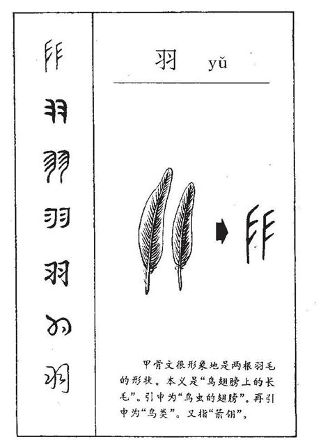 木字旁羽|木字旁加一个羽